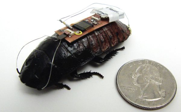 Remote Control Cockroaches