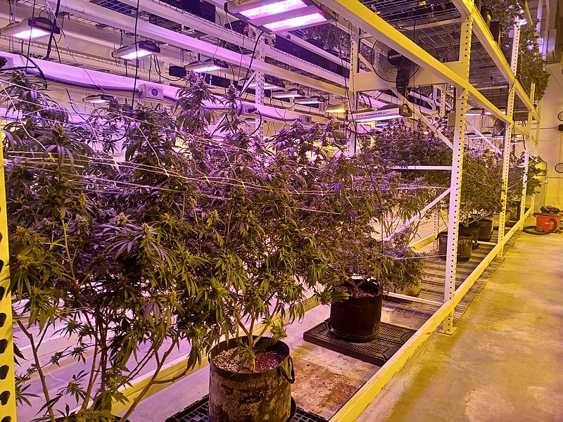 The Endocannabinoid System and the Many Therapeutic Benefits of&nbsp;Cannabis