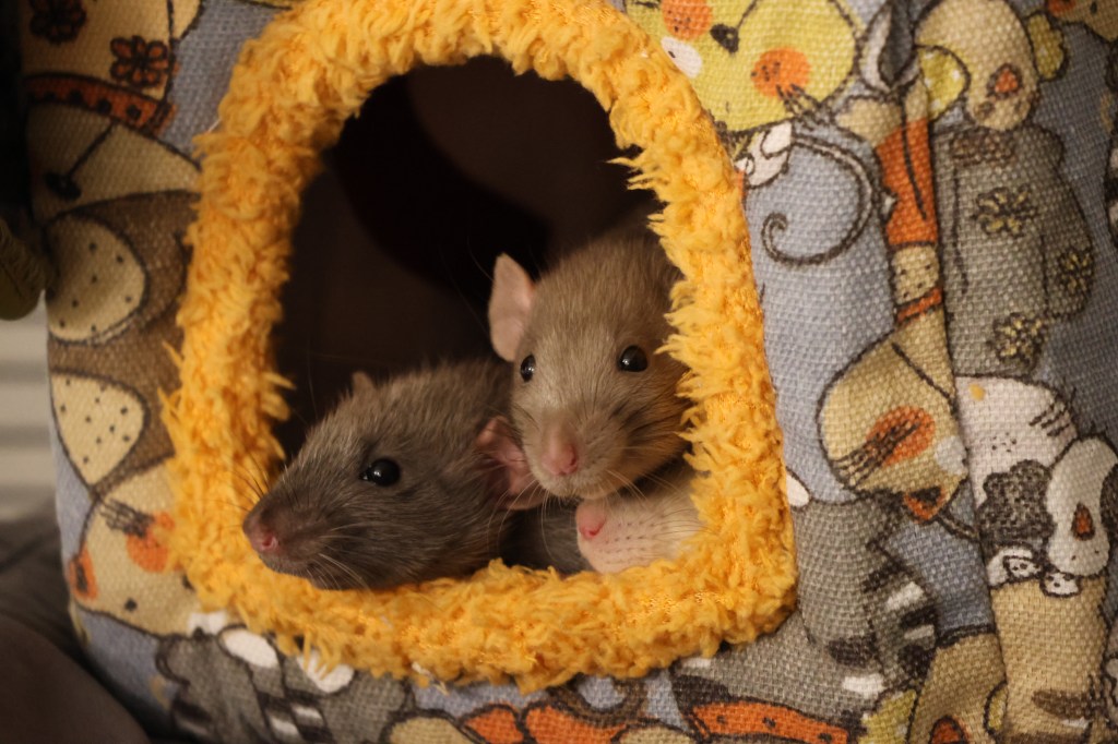 Rats and COVID-19: Transmission, Effects, and Prevention&nbsp;Measures