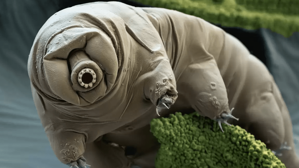 The Astonishing Adaptability of Tardigrades: Nature’s Toughest&nbsp;Creatures