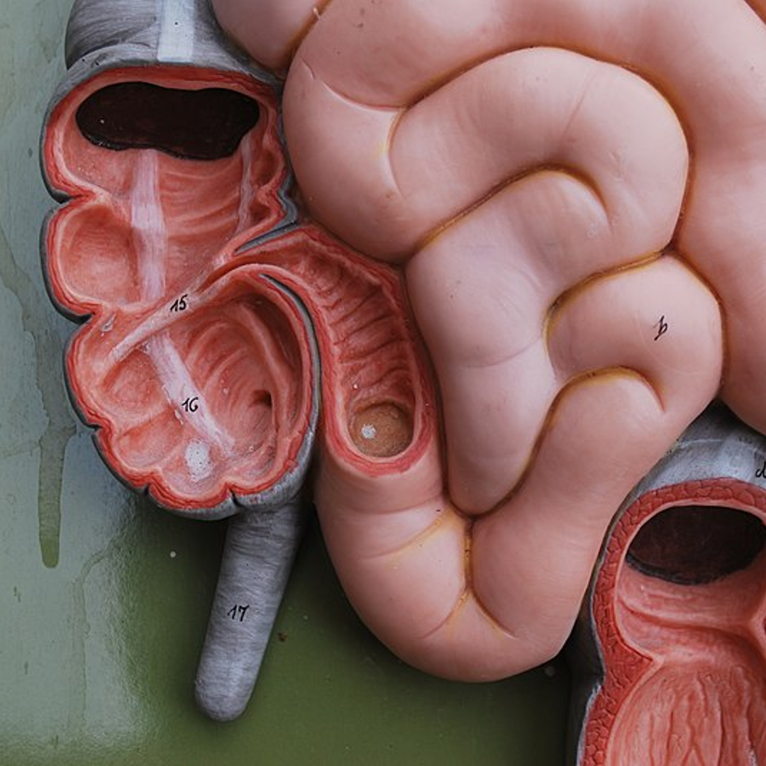 The Curious Case of the Appendix: Evolution’s Monkey Tail? – Wondergressive